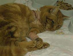 Do cats get bone cancer. Bone Tumor Overview In Cats Vetlexicon Felis From Vetlexicon Definitive Veterinary Intelligence