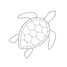 Sea Turtle Outline Photos Royalty Free Images Graphics Vectors Videos Adobe Stock Step by step guide,turtle outline stock vector 366464147,turtle drawing free download on clipartmag,cute sea turtle mother and baby sea turtles swimming together underwater coloring page. sea turtle outline photos royalty free