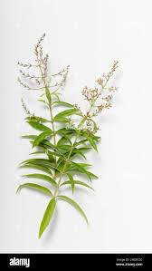 Image result for Aloysia citrodora