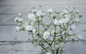 The baby's breath plant likes an alkaline or sweet soil. Baby Breath Flower Meaning Flower Meaning