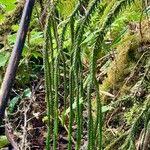 Image result for Huperzia gnidioides