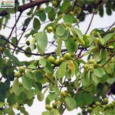 Image result for Cleistanthus