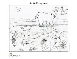 Simple animal habitat coloring pages. Arctic Ecosystem National Geographic Society