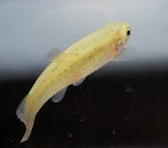 Image result for Multidentia exserta