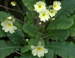 Image result for Primulaceae