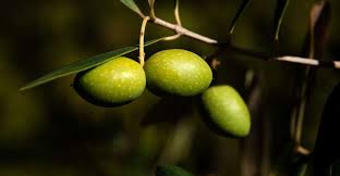 Creer Un Verger Nos Conseils Et Astuces Olives Regime Mediterraneen Mediterraneen