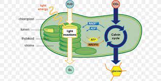 Plant and animal cells have several differences and similarities. Photosynthesis Chloroplast Cell Diagram Chlorophyll Png 630x411px Photosynthesis Adenosine Triphosphate Area Biology Cell Download Free