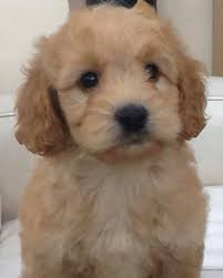 Find your new companion at nextdaypets.com. Cockapoo Puppies For Sale In Ireland Cockapoo For Life