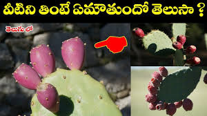 Raw cactus pears go well in fruit salads and smoothies, and you can cook these fruits into jams or use them in savory dishes, such as chili. à°µ à°Ÿ à°¨ à°¤ à°Ÿ à°à°® à°¤ à°¦ à°¤ à°² à°¸ Opuntia Ficus Indica About Nagajemudu Fruits Prickly Pear Youtube