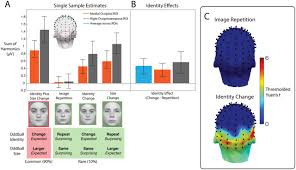 Immediate Stimulus Repetition Abolishes Stimulus Expectation And Surprise Effects In Fast Periodic Visual Oddball Designs Biorxiv