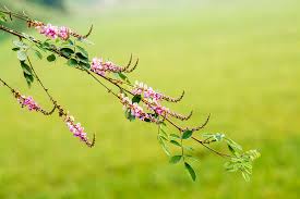 Image result for Indigofera garckeana