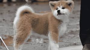 Wie man akita inu richtig pflegt und pflegt. Akita Hund Rettet Altere Dame Und Erhalt Ehrung