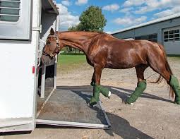 Maybe you would like to learn more about one of these? Questions To Ask A Commercial Horse Transporter Horse Journals