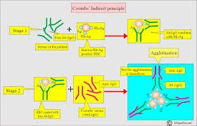 Image result for Coombs
