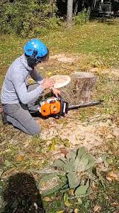 The work was professional, they cleaned up, and their prices were fair. Bd Tree Services Mason Mi United States Mason Mi 2021