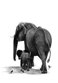 Baby Black And White Elephant Pictures Charcoal Drawings By Ashleigh Olsen African Wildlife Art Elephant Mother And Baby African Elephant Drawing Of E Elephant Artwork Elephant Elephant Painting
