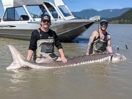 We went fishing for giant white sturgeon on the frasier river in british columbia canada and we got to taste them as well. Sturgeon Fishing Report Fraser River