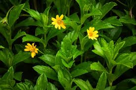 Image result for Sphagneticola trilobata