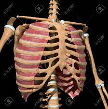Our latest youtube film is ready to run. This 3d Illustration Shows The External Intercostal Muscles On Stock Photo Picture And Royalty Free Image Image 141625535