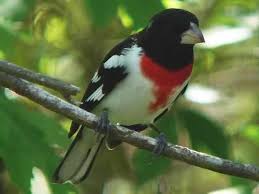Birds Of East Texas Pictures Pin On Bird Watching