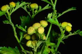 Image result for Grangea anthemoides