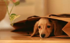 50 Free Dog Wallpaper For Laptop On Wallpapersafari Puppy wallpapers, backgrounds, images— best puppy desktop wallpaper sort wallpapers by: 50 free dog wallpaper for laptop on