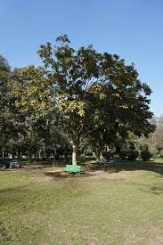 Image result for Terminalia bellirica