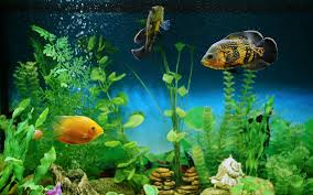 Oscars are considered to be the most intelligent aquarium fish available to hobbyists. Oscar Fish Habitat Care Feeding Tank Size Breeding Aquariumnexus