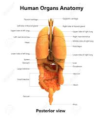Proceedings of the anatomical and anthropological society of the university of aberdeen, 1905, and journal of anatomy and physiology, vol. Human Body Organs With Labels Anatomy Posterior View Stock Photo Picture And Royalty Free Image Image 92995450