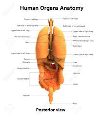 The liver is one of the most important organs in the human body. Human Body Organs With Labels Anatomy Posterior View Stock Photo Picture And Royalty Free Image Image 92995450