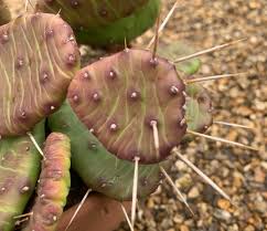 Get the best deal for prickly pear plant cacti cactus & succulent plants from the largest online selection at ebay.com. Opuntia Humifusa Big Plant Nursery