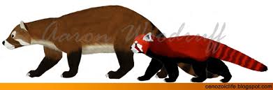 Comparison Red Panda Moose Art Animals