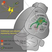 Dette var hans første 1m. Mapping Brain Wide Afferent Inputs Of Parvalbumin Expressing Gabaergic Neurons In Barrel Cortex Reveals Local And Long Range Circuit Motifs Sciencedirect