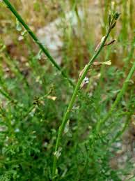 Image result for Carrichtera annua
