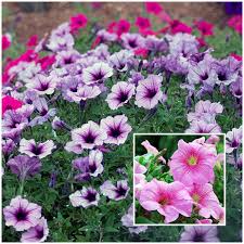 We did not find results for: What To Grow In Your State This January Hoselink