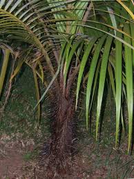 Image result for Acanthophoenix rubra