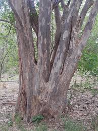 Image result for Pterocarpus lucens