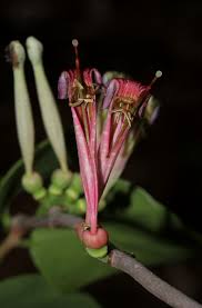 Image result for Tapinanthus oleifolius