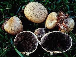 Im in north carolina right now and i saw these while on a walk, could they be puffball mushrooms? Mysterious Mushroom Colleen Anderson
