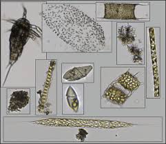 Crustacea (latin, crusta = kulit) adalah kelompok arthropoda yang memiliki rangka luar (eksoskeleton) yang keras. Oliver Zielinski Oceansensors Twitter