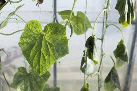 Image result for whitefly in cucumber