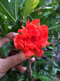 Remove suckers and dead wood at this time. When Should You Prune Your Pomegranate Trees