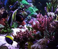 Getting Your Corals To Grow Has Never Been Easier Check Out This Latest Break Through In Led Lights Led Lights Reef Tank Led