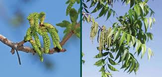 Image result for Carya illinoinensis