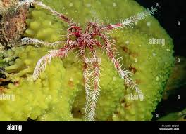 Image result for Disperis sp. nov. aff. bifida