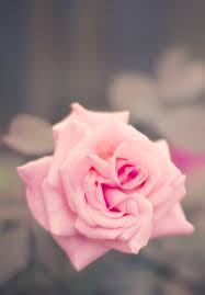Idee Par Barbe Bock Sur Lovee La Vie En Rose Couleur Rose Fleurs