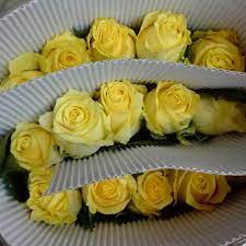 Pelargoniums and viola are very popular in europe and the us, where people also enjoy chrysanthemums and mandevilla. Vision Flowers Wholesale Kenya Roses Good Quality Silk With 0 6 0 8kg Fresh Cut Flowers Carpet Rose From Cn Yun 100 T T Grade A Buy Kenya Roses Silk Vision Flowers Wholesale Flower Rose Product On Alibaba Com