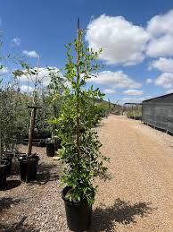 Image result for Ficus conraui