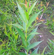 Image result for Dovyalis lucida