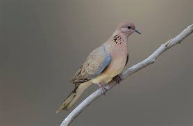 The Laughing Dove The Bird Loyal To Its Mate For Life